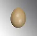 Huevo de Phasianus versicolor