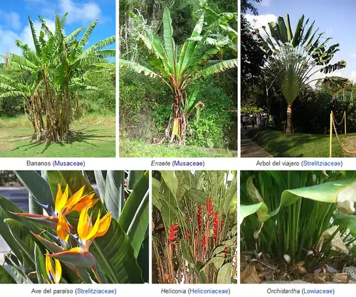 Hábito y hojas «de tipo banano» en el grupo musoide.