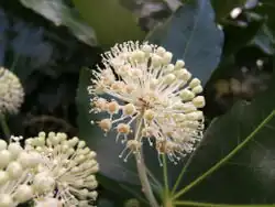 Umbela simple en Fatsia japonica
