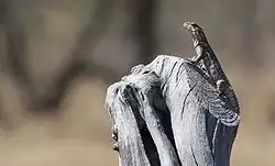 Un ejemplar del nopilchi en la Depresión del Balsas en la Reserva de la Biosfera Zicuirán Infiernillo. México.