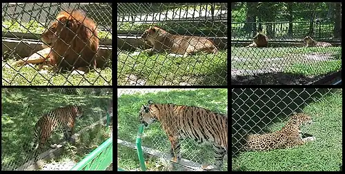 Felinos Zoológico de Caricuao
