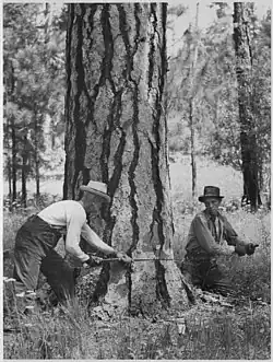 Tala de un árbol con sierra manual