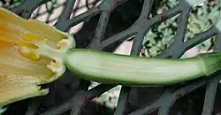 Ovario ínfero con hipanto en el zucchini, de la especie Cucurbita pepo. En cucurbitáceas típicamente el ovario se describe como ínfero con hipanto; estando los estambres insertos a diferentes alturas del tubo perigonial según el género.