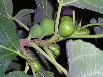 Rama de una higuera con higos inmaduros.