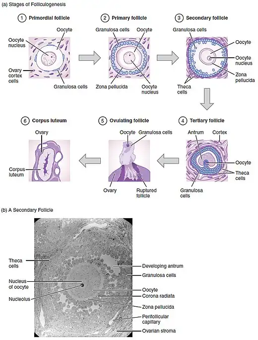 Etapas de la Ficulogenesis.