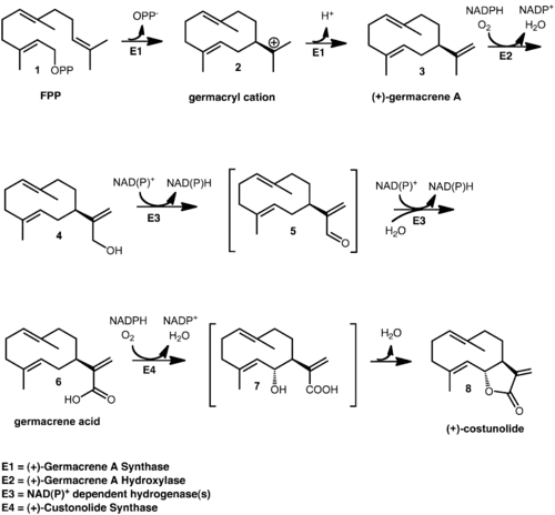 Biosynthesis of (+)-Costunolide.