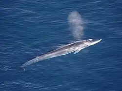 Aerial photograph of a fin whale on the surface of the ocean