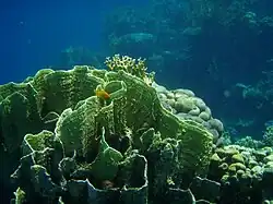 Millepora platyphylla, Mar Rojo.