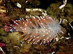 Flabellina pellucida.