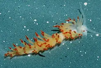 Flabellina goddardi.