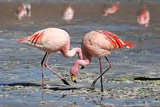 Phoenicopterus andinus Flamenco