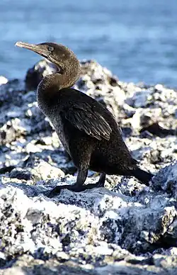 Cormorán no volador