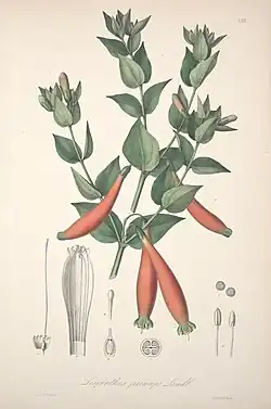 Planta con hojas verdes y flores rojas