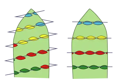 Receptáculo (verde claro) y disposición espiralada y verticilada de las piezas.