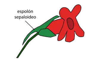 Cáliz con espolón nectarífero.