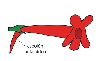 Corola con espolón nectarífero.