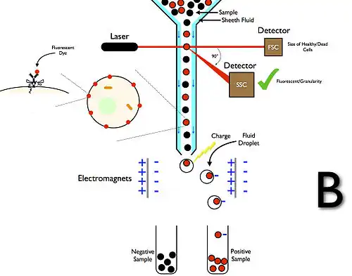 Fluorescence Assisted Cell Sorting (FACS)