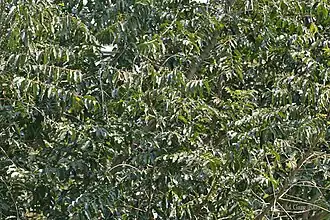 Follaje con flores masculinas en Calcuta, Bengala Occidental, India.