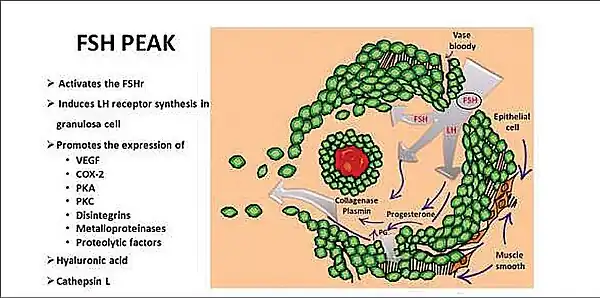 Folículo y FSH. Células epiteliales en verde. Células mioides en naranja.