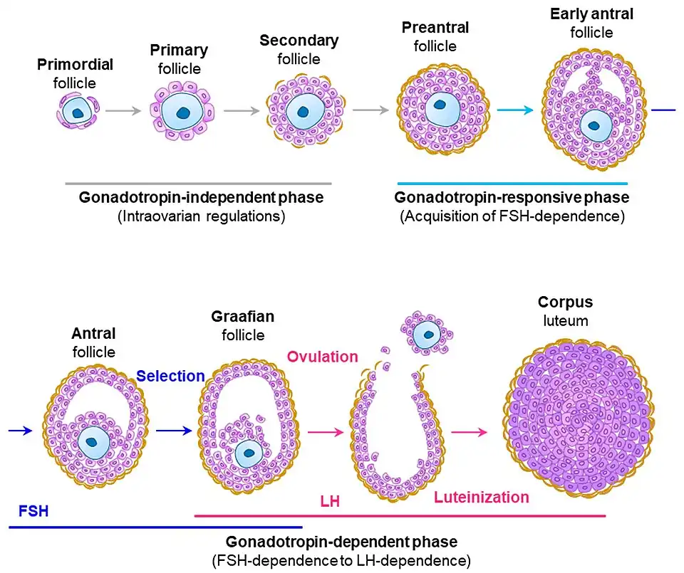 Desarrollo del Folículo. Teca en color naranja.