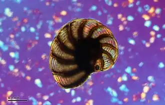 Foraminífero (Foraminifera)