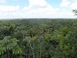 Dosel de la selva en Belice