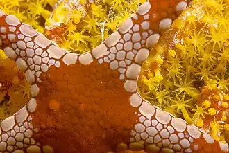 Estrella de mar de los fondos coralinos.