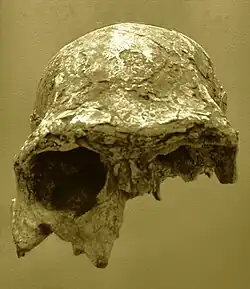 Réplica de KNM-ER 3883. Se observa el arco supraciliar robusto de este adulto de H. erectus u H. ergaster. La capacidad craneal es de unos 800&nbsp;cm³.