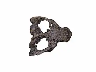 cráneo de un Exaeretodon