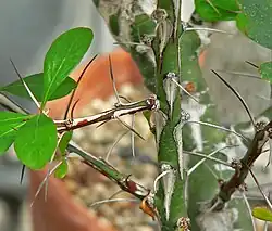 En la axila de las espinas de Fouquieria fasciculata se observan yemas o ramificaciones que evidencian su origen foliar (en este caso peciolar).