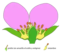 Los gineceos dialicarpelares son comunes en las rosáceas. Diagrama de corte transversal de Fragaria, la frutilla o fresa.