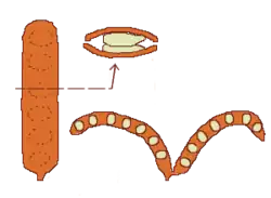 Legumbre, fruto cerrado, fruto abierto y corte transversal.