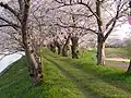 Floración de los cerezos del parque Fukuoka Zeki.