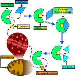Función de una Coenzima.