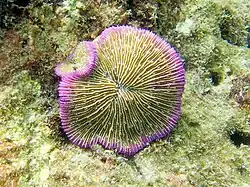 F. fungites con hijo, en Koh Phangan, Tailandia