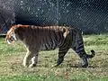 Panthera tigris altaica
