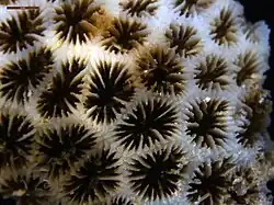 Disposición de coralitos en coralum de L. transversa