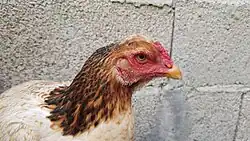 Gallina de riña