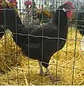 Gallina de raza Sureña negra.