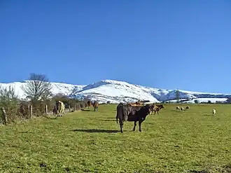 La Sierra del Oribio con nieve al fondo. La ganadería constituye una de las principales actividades de la zona (Foto: Nande, Samos, Lugo).