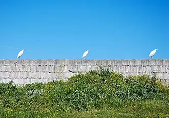 Garcillas bueyeras cerca del embalse
