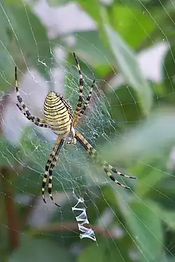 Argiope trifasciata