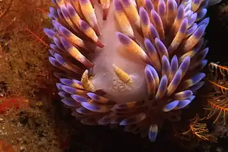 Vista de cabeza y rinóforos