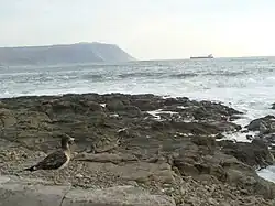 Gaviota Peruana Juvenil en Península Alacrán.