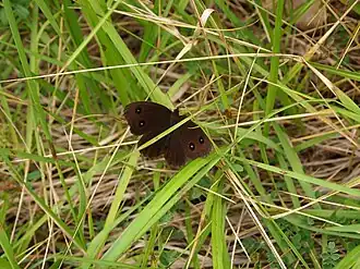 El macho es moreno muy oscuro