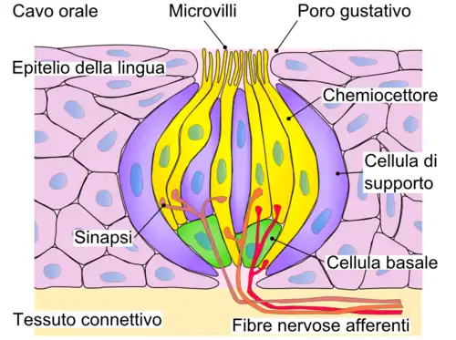 Disposición de las células del Botón gustativo. Células basales en verde. (2008).
