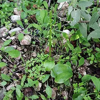 El hábitat de Gennaria diphylla.