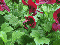 La flor de un geranio abriéndose durante un periodo de dos horas. Entre cada imagen hay siete minutos de diferencia.