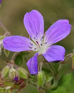 Color malva de un geranio escandinavo