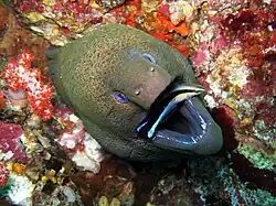 Giant Moray Eel getting cleaned.jpg